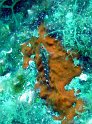 DSC05123 - Poisson~